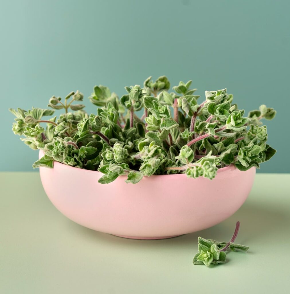 a bowl of oregano